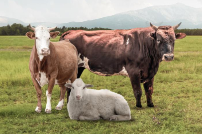 DANET’ten Kurban Bayramı hizmetleri