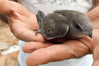 EKODOSD, doğal sivrisinek yok edici ebabil kuşlarına dikkat çekti