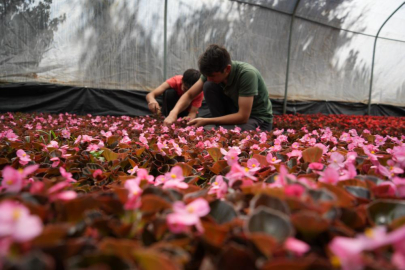Bursa'da 900 rakımda sera kurdu, yılda 3 milyon süs bitkisi üretiyor