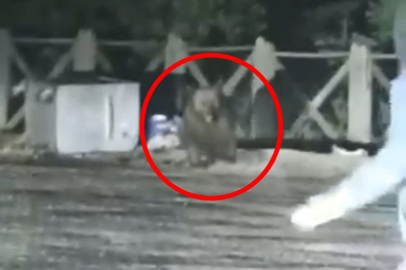 Uludağ'da ayının saldırısından son anda kurtuldular