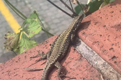 Çift kuyruklu kertenkele görenleri hayrete düşürdü