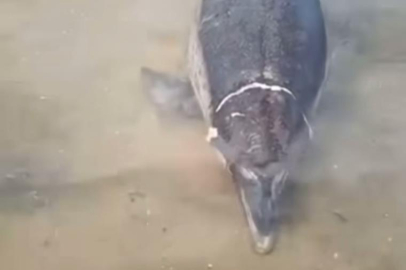 Bursa'da ölü yunus karaya vurdu