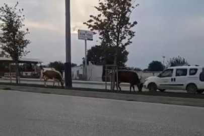 Bursa'da inekler firarda