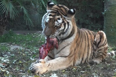 Bursa Hayvanat Bahçesi'nde nefes kesti! Tek sıçrayışta kaptı