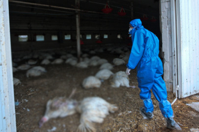 Eskişehir’de kuş gribi alarmı: 5 mahalle karantinaya alındı