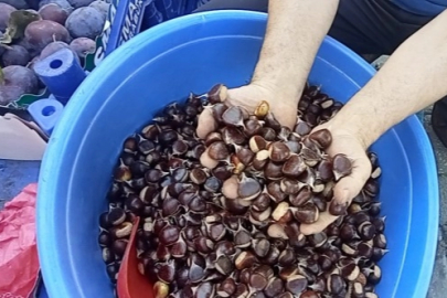 Kestanenin Anavatanı Neresi?