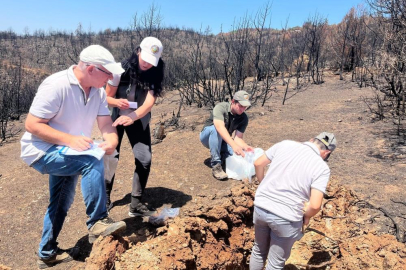 Bursa'da ormanlar küllerinden doğuyor