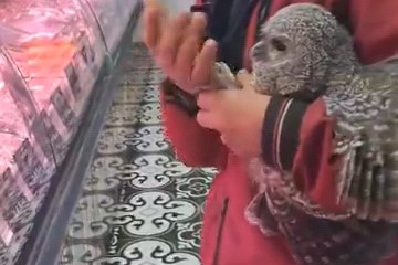 Bursa’da yuvasından düşen baykuş kasaba götürüldü