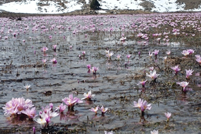 Karların erimesiyle çıkan kardelenler görsel şölen sundu