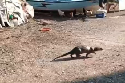 Denizden gelen misafir