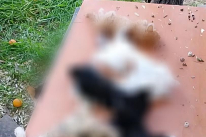 Bursa'da dehşete düşüren olay! Yavru kediler vahşice öldürüldü