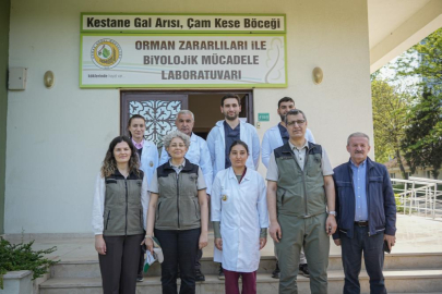 Bursa'da çam ormanları terminatörlere emanet