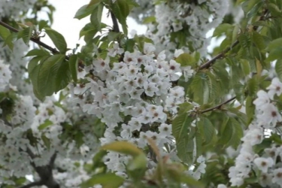 İlkbaharda Polen Alerjisine Dikkat: Uzmanlardan Uyarı Var!