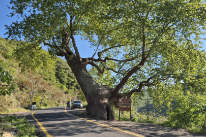 330 yıllık çınar: 2 devlet, 15 padişah, 12 cumhurbaşkanı gördü
