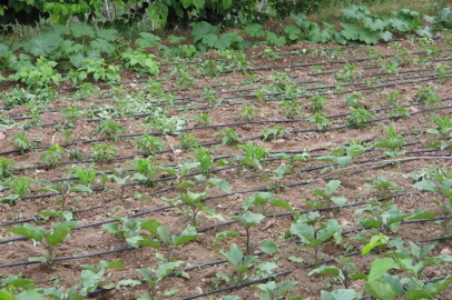 Tarımsal sulamada "kamu spotu" önerisi