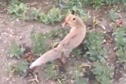 Aç kalan tilki evin bahçesine kadar girdi