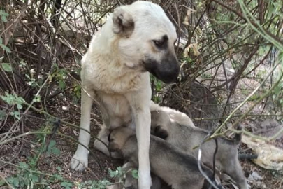 Anne köpeğin kuyuya düşen yavrularına kavuşması yürekleri ısıttı