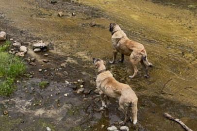 Köpekleri derede mahsur kaldı, sahibi canını hiçe saydı