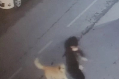 Sokak köpeği 5 yaşındaki çocuğa saldırdı