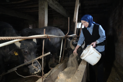 Ticari süt işletmelerince 1 milyon 15 bin 647 ton inek sütü toplandı