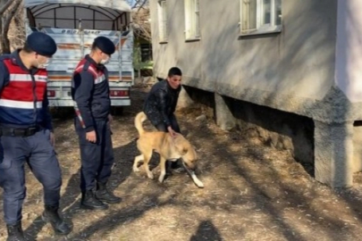 Köpek dövüştürenler yakalandı