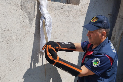 Eve giren yılan itfaiye tarafından yakalandı