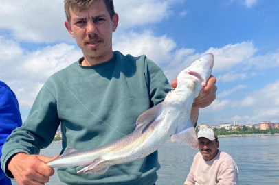 Oltaya köpek balığı takıldı