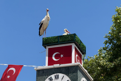 Can ve Canan leylek yuvalarına geldi