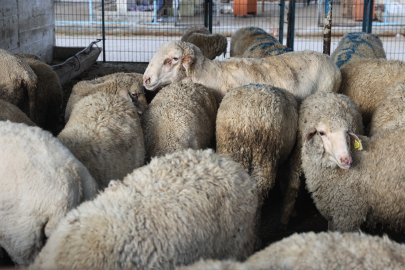 Nilüfer Kurban Bayramı’na hazır
