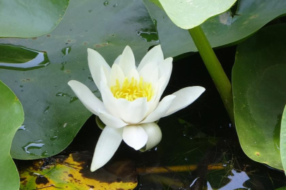 Bu çiçeği koparmanın cezası 557 bin 212 TL