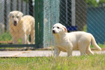 Bursa'da fiyatı 17 bin 400 lira ve sahip olmak için 6 ay sıra bekleniyor