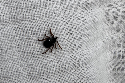 İl Sağlık Müdürlüğü’nden kene uyarısı