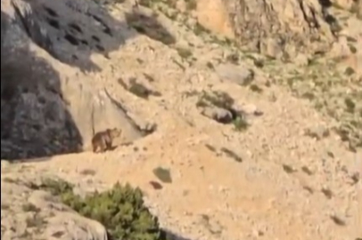 Ayı gören çoban kurt gibi uludu