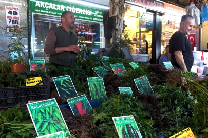 Hem ekonomik hem de organik...Fide tezgahları hareketlendi