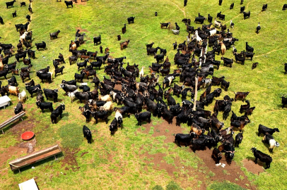 Kurbanlık satışları başladı, talep geçmiş yıllara göre düşük kaldı