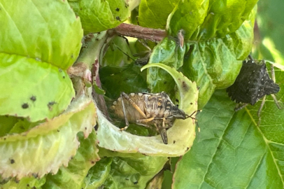Karadeniz'in kabusu Karacabey'i de istila etti