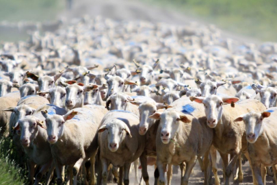 TİGEM Karacabey, hem üreticiye hem ekonomiye katkı sunuyor