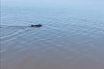 Bursa'da karaya vuran yunus kurtarıldı