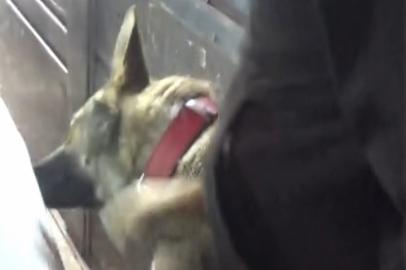 Kamyonla taşımaya çalıştılar, köpekten kaçamadılar