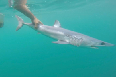 "Türkiye'deki denizler, köpek balığı riski açısından çok güvenli"