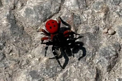 Uğur böceği görünümlü böcek, sandığınız kadar masum değil