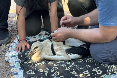 Yaren'in yavruları, uydudan takip edilecek