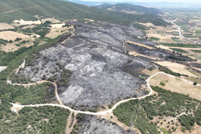 Bursa'daki yangınlarda 65 hektar küle döndü