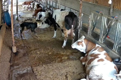 Zincirli anne ile yeni doğan buzağının kavuşma mücadelesi