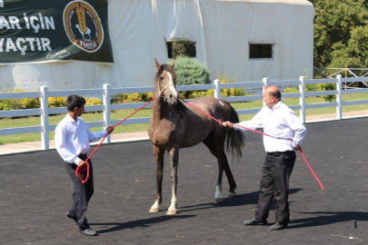 TİGEM tay satışından tek seferde 23 milyon 45 bin liralık gelir elde etti