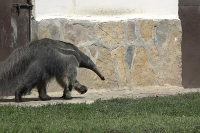 Bursa'da dev karıncayiyen ailesi büyüyor