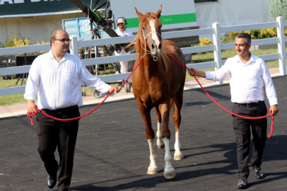 Bursa'da Milyonluk taylar, kapış kapış satıldı!