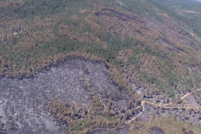 Bursa'da yanan alanlar hızla yeşillendirilecek