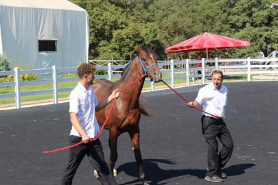 TİGEM’in en yüksek bedelli tayı e-satışla satıldı
