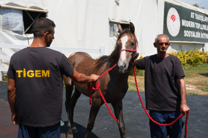 TİGEM tay satışı ve koşulardan 500 milyon TL gelir bekliyor